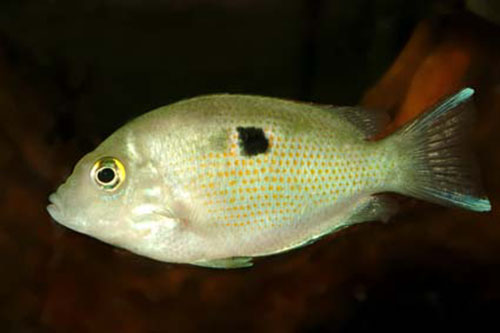 Pseudetroplus maculatus