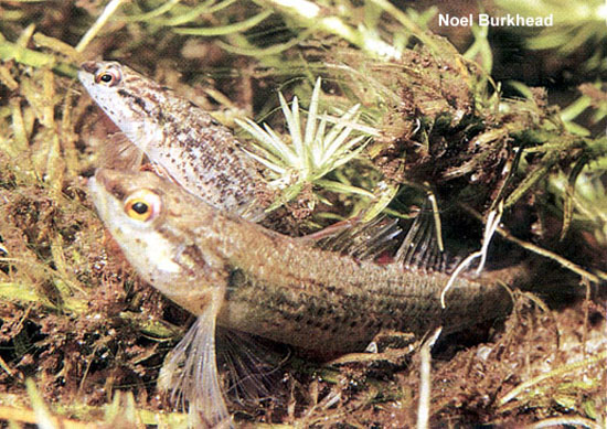 Etheostoma okaloosae