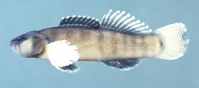 Etheostoma oophylax