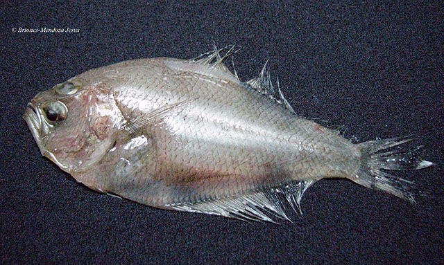 Etropus pacificus