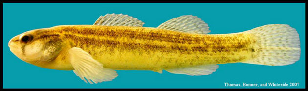 Etheostoma parvipinne