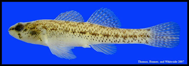 Etheostoma proeliare