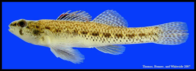 Etheostoma proeliare