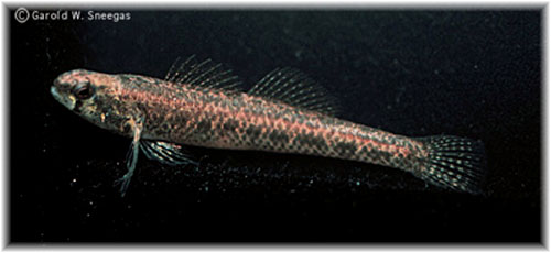 Etheostoma proeliare