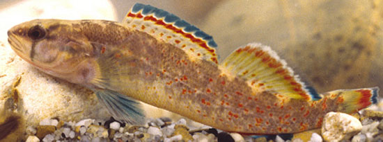 Etheostoma whipplei