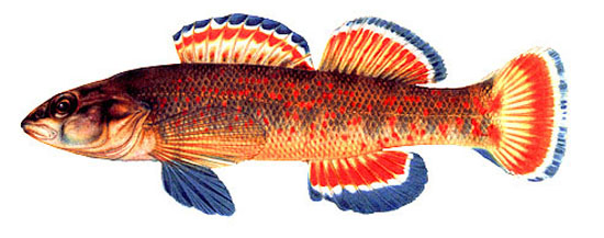 Etheostoma whipplei