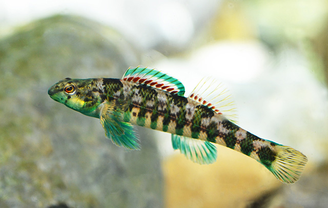 Etheostoma zonale