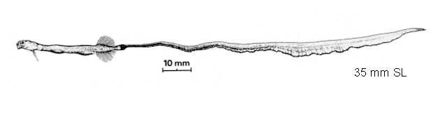 Eutaeniophorus festivus