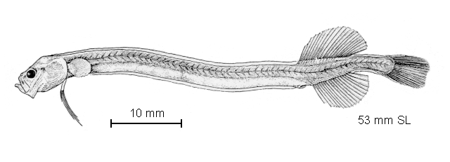 Eutaeniophorus festivus