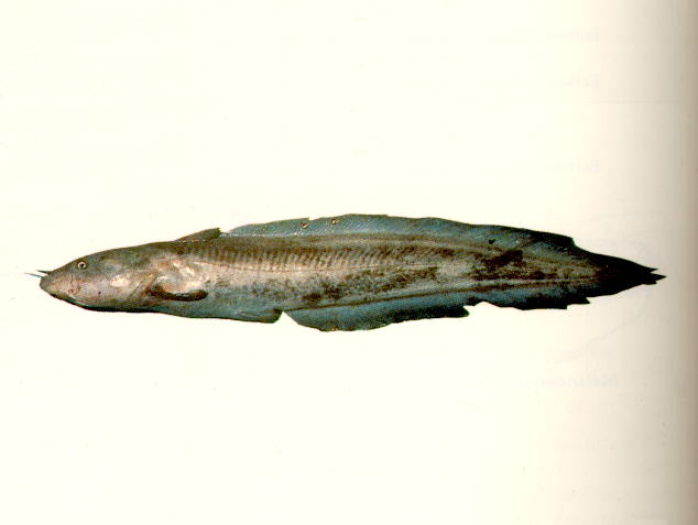 Euristhmus lepturus