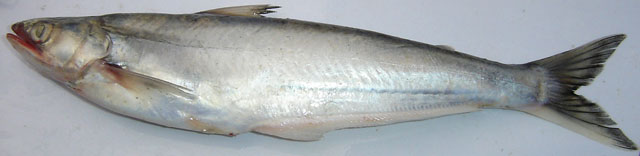 Eutropiichthys vacha