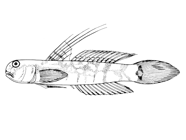 Evorthodus lyricus