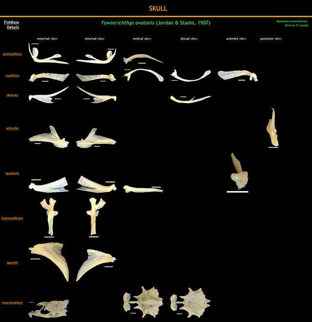 Fowlerichthys avalonis