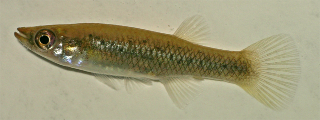 Fundulus jenkinsi