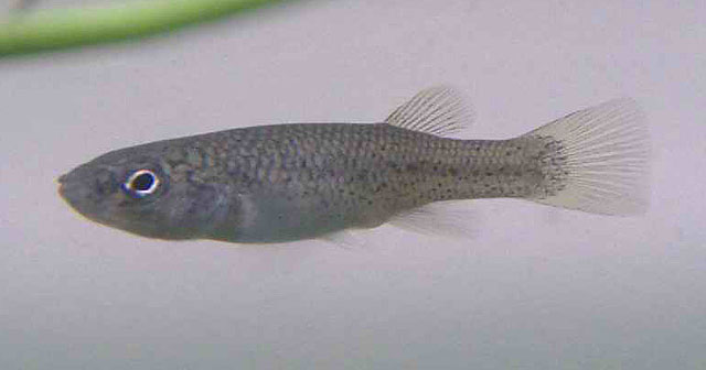 Fundulus rathbuni