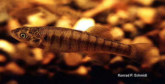 Fundulus zebrinus