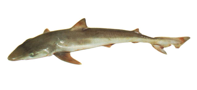 Galeorhinus galeus