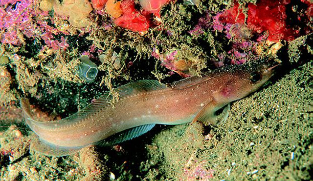 Gaidropsarus mediterraneus