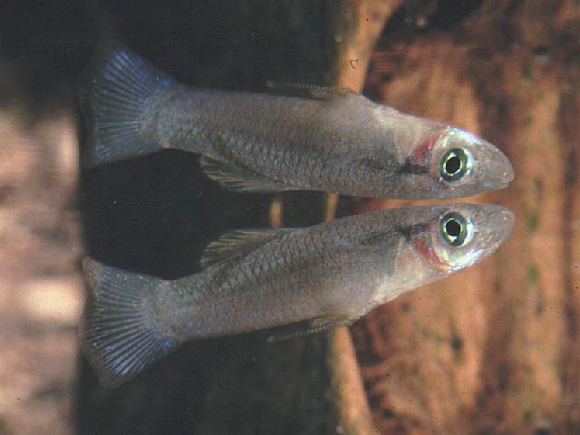 Gambusia melapleura