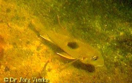 Geophagus camopiensis