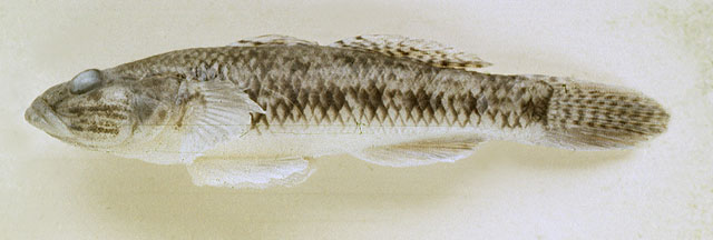 Glossogobius celebius