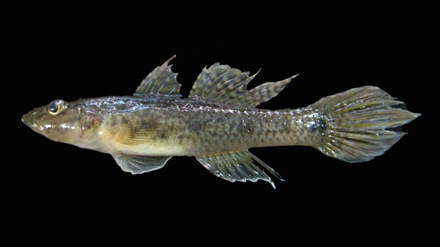 Glossogobius circumspectus