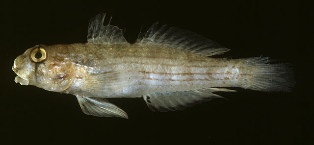 Gnatholepis cauerensis