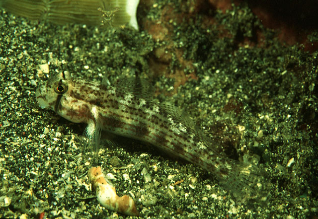 Gnatholepis cauerensis