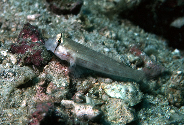 Gnatholepis cauerensis