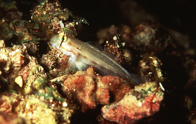 Gnatholepis cauerensis