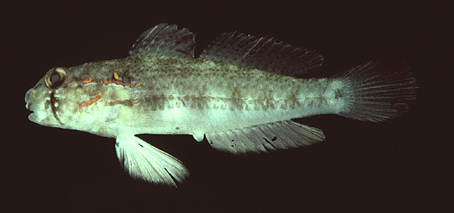 Gnatholepis cauerensis