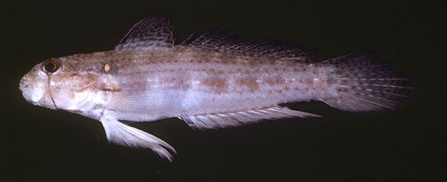 Gnatholepis cauerensis