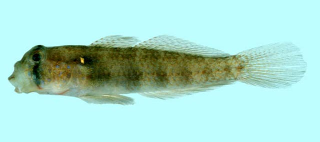 Gnatholepis cauerensis