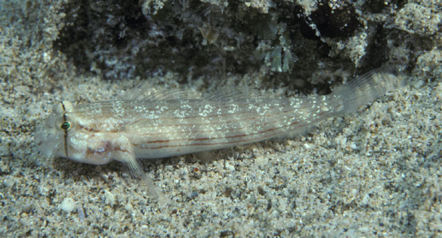 Gnatholepis cauerensis