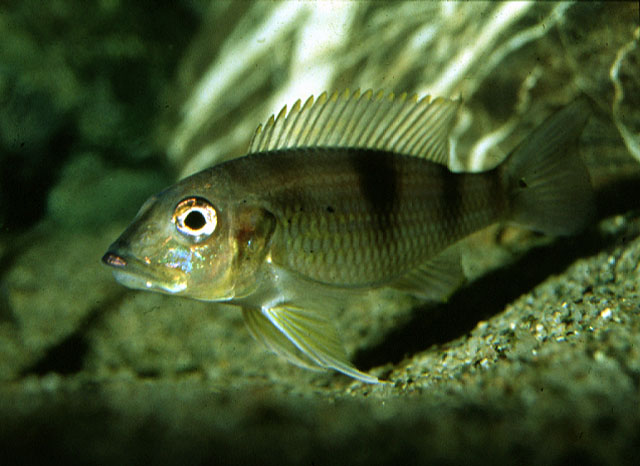 Gnathochromis permaxillaris