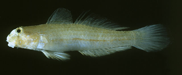 Gnatholepis cauerensis