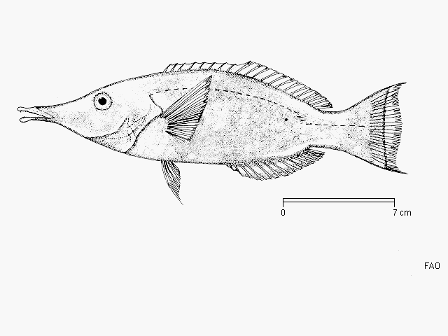 Gomphosus caeruleus