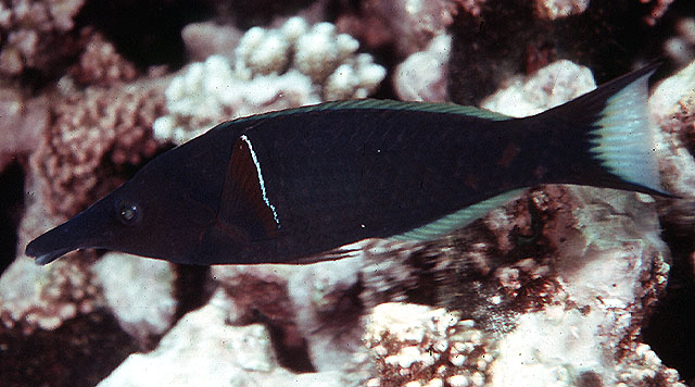 Gomphosus caeruleus