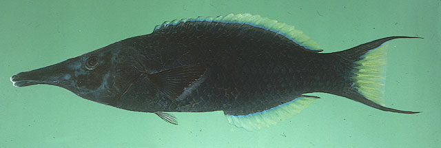 Gomphosus caeruleus