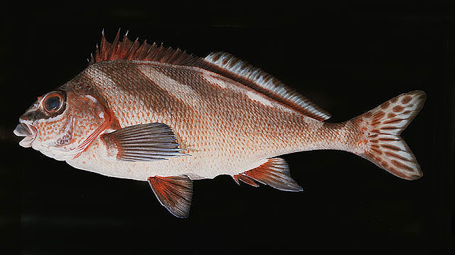 Morwong ephippium