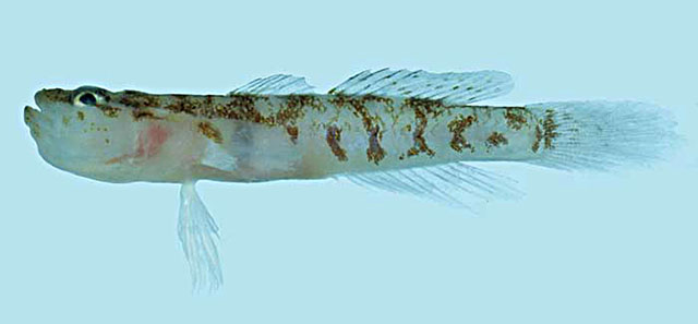 Gobiopsis exigua