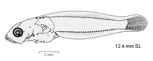 Gobionotothen marionensis