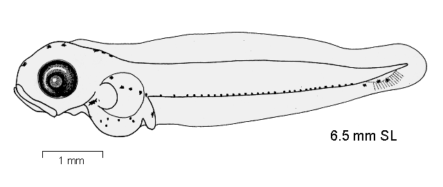 Gobionotothen marionensis