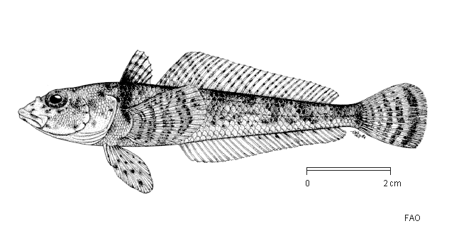 Gobionotothen marionensis