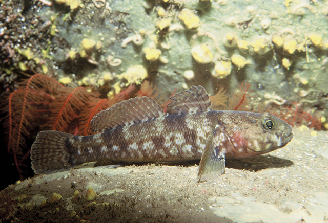 Gobius paganellus