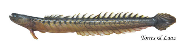 Gobioides peruanus