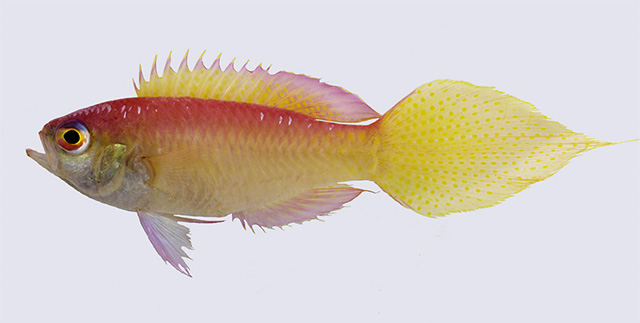 Grammatonotus brianne