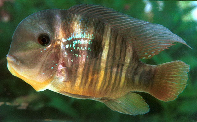 Gymnogeophagus balzanii