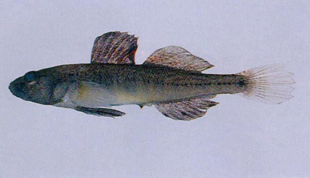 Gymnogobius castaneus