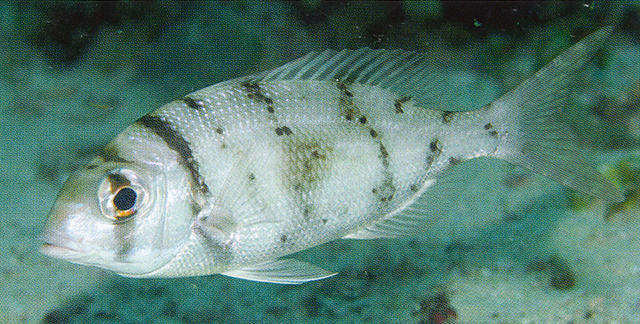 Gymnocranius griseus